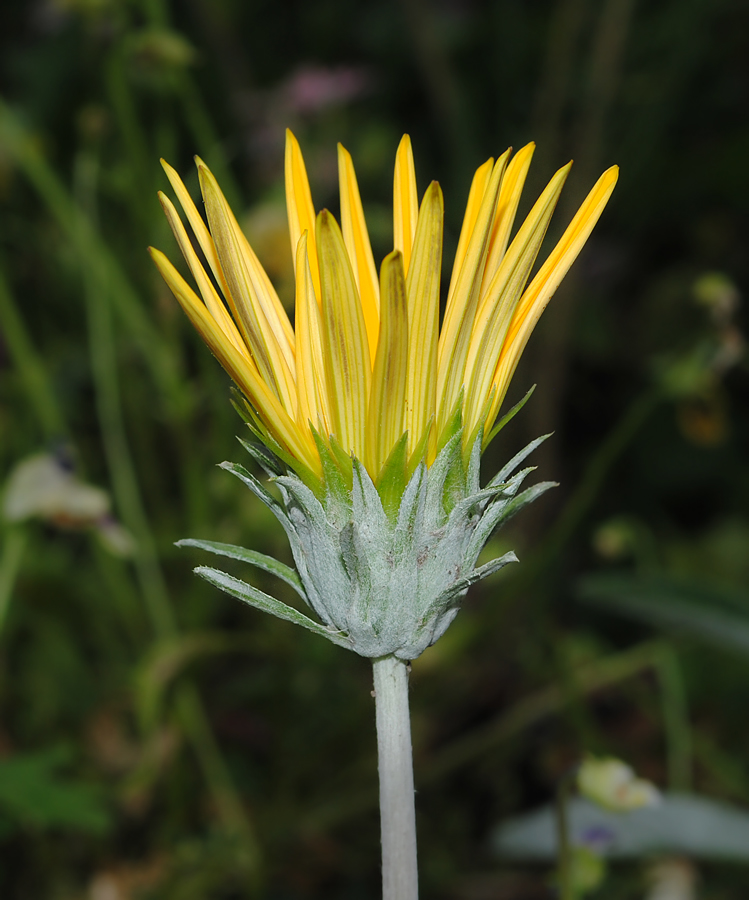 Image of genus Gazania specimen.