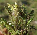 Pedicularis czuiliensis. Цветущее растение. Казахстан, Жамбылская обл., Кордайский р-н, хр. Жетыжол. 09.05.2011.