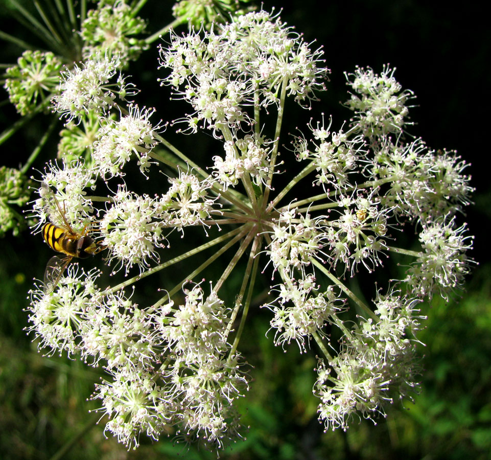 Изображение особи Angelica sylvestris.