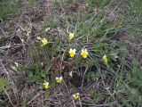 Viola arvensis