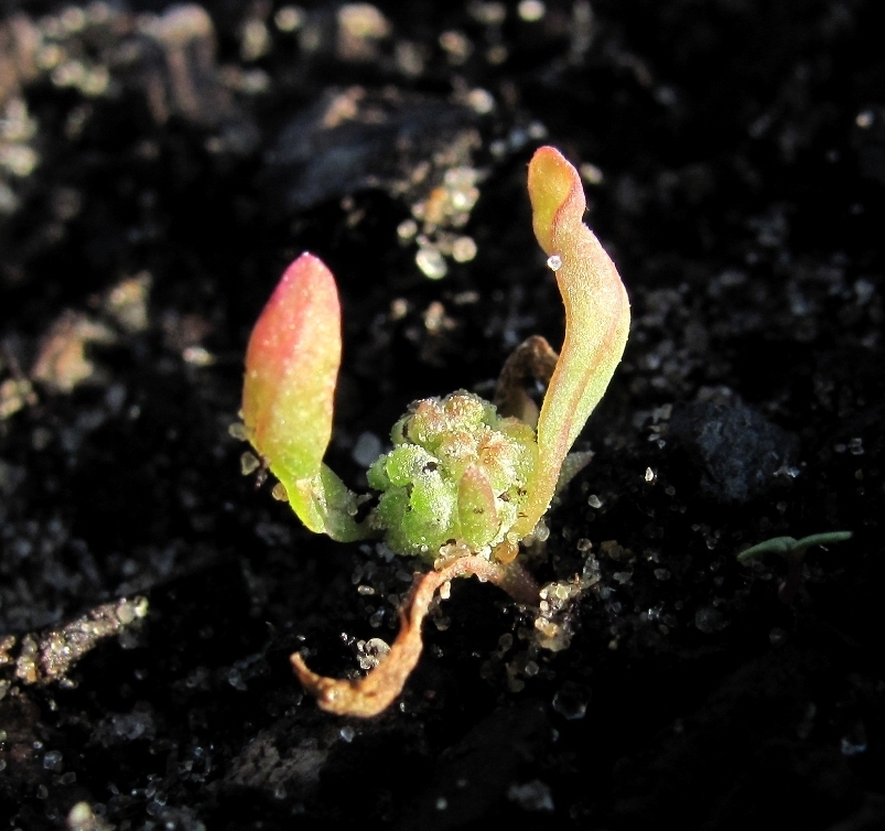 Изображение особи род Chenopodium.