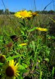 Inula britannica