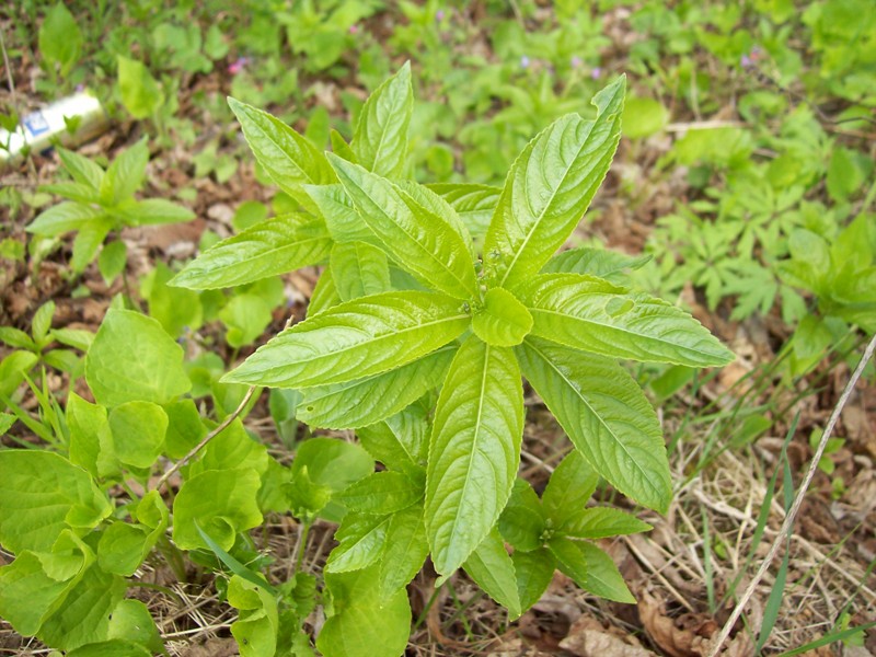 Изображение особи Mercurialis perennis.