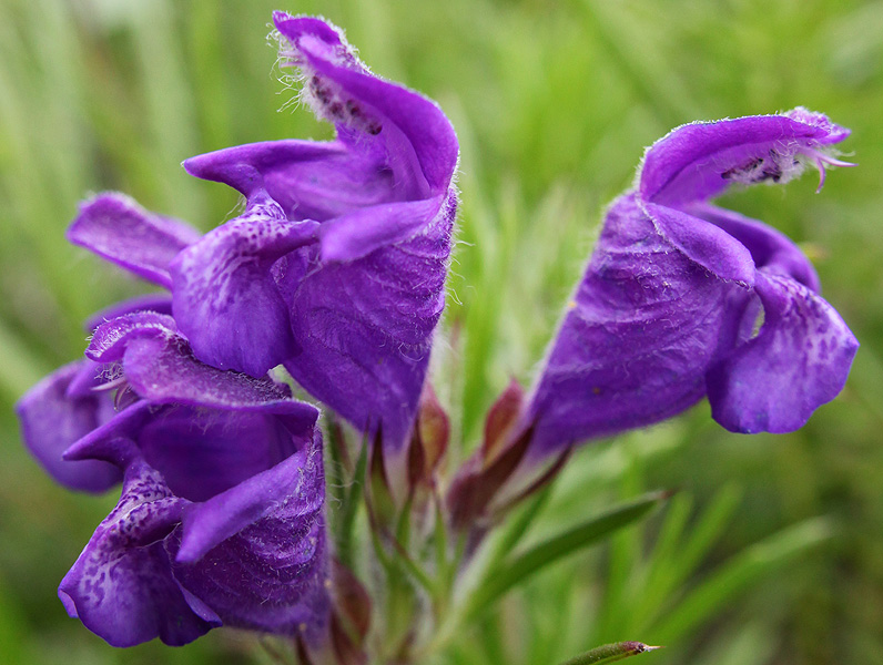 Изображение особи Dracocephalum austriacum.