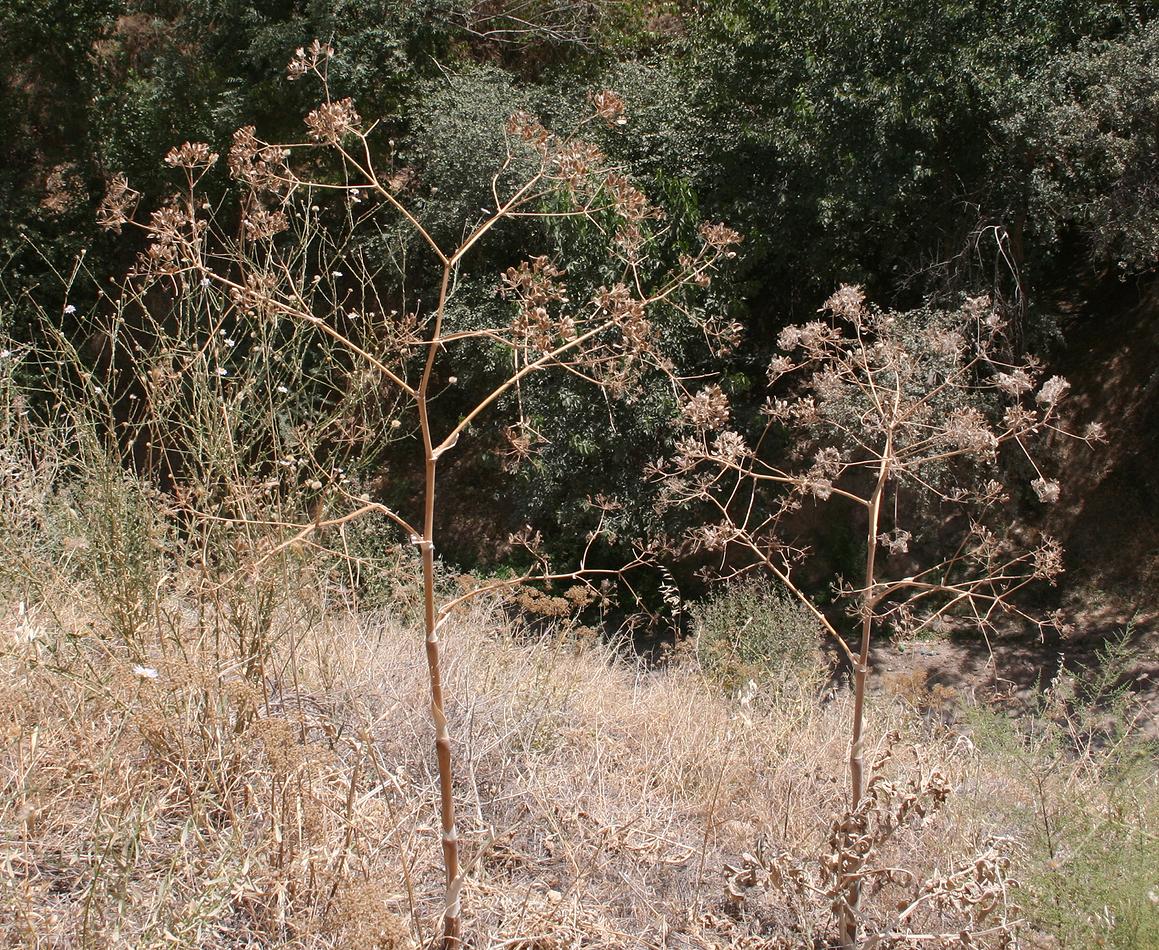 Изображение особи Ferula gigantea.