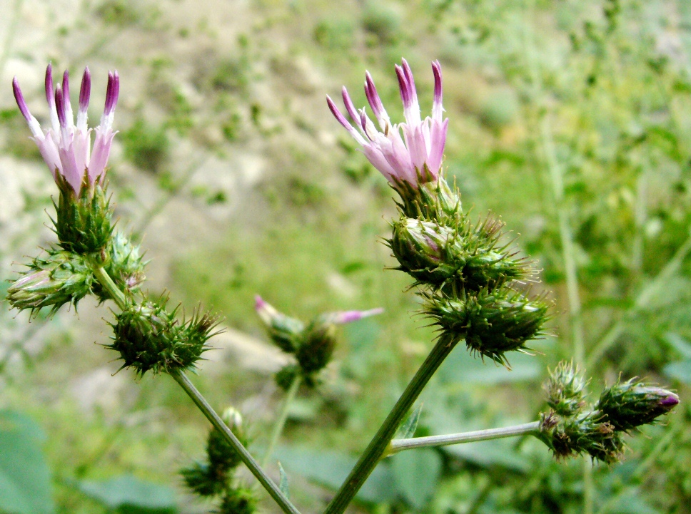 Изображение особи Cousinia umbrosa.