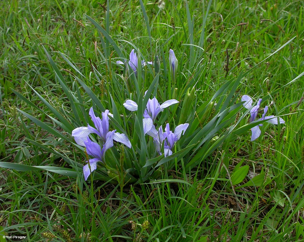 Image of Iris pallasii specimen.