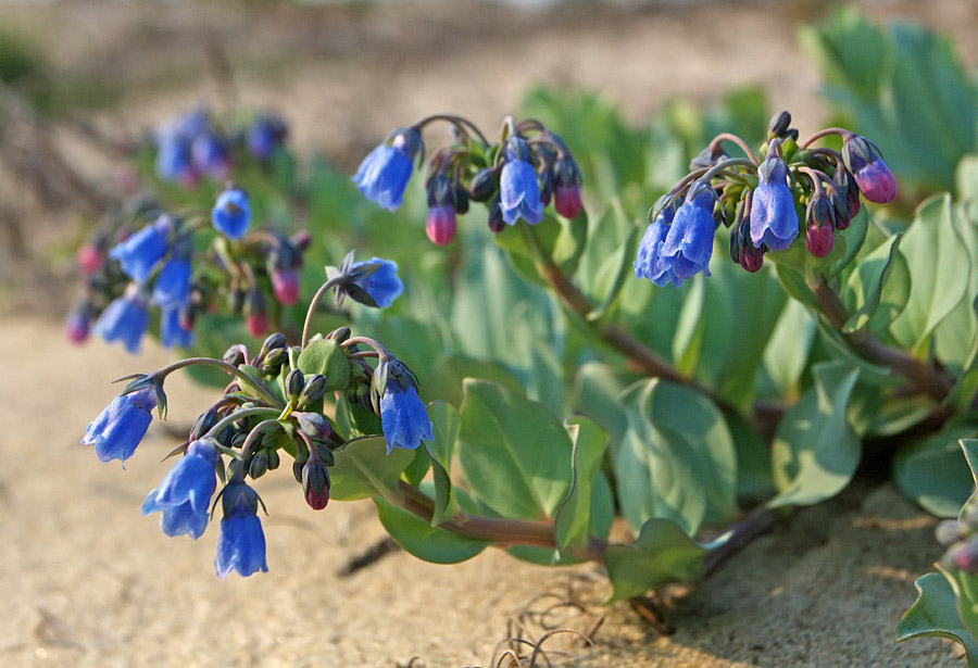 Изображение особи Mertensia maritima.