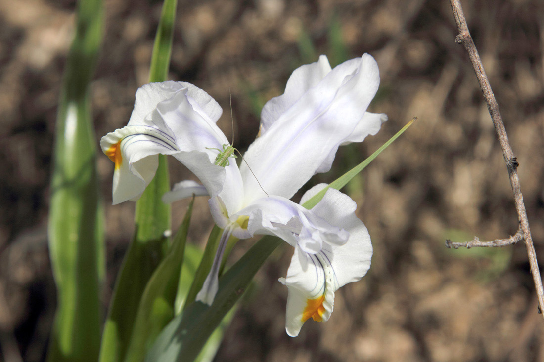 Image of Juno magnifica specimen.