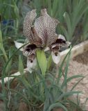 Iris zuvandicus