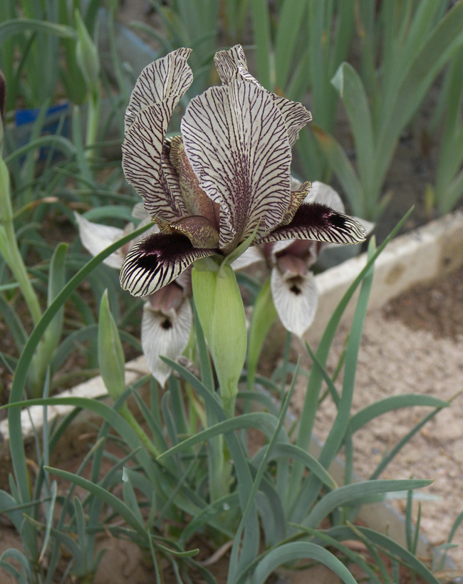 Изображение особи Iris zuvandicus.