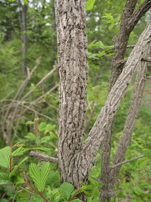 Image of Ulmus japonica specimen.