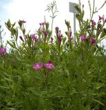 Epilobium hirsutum