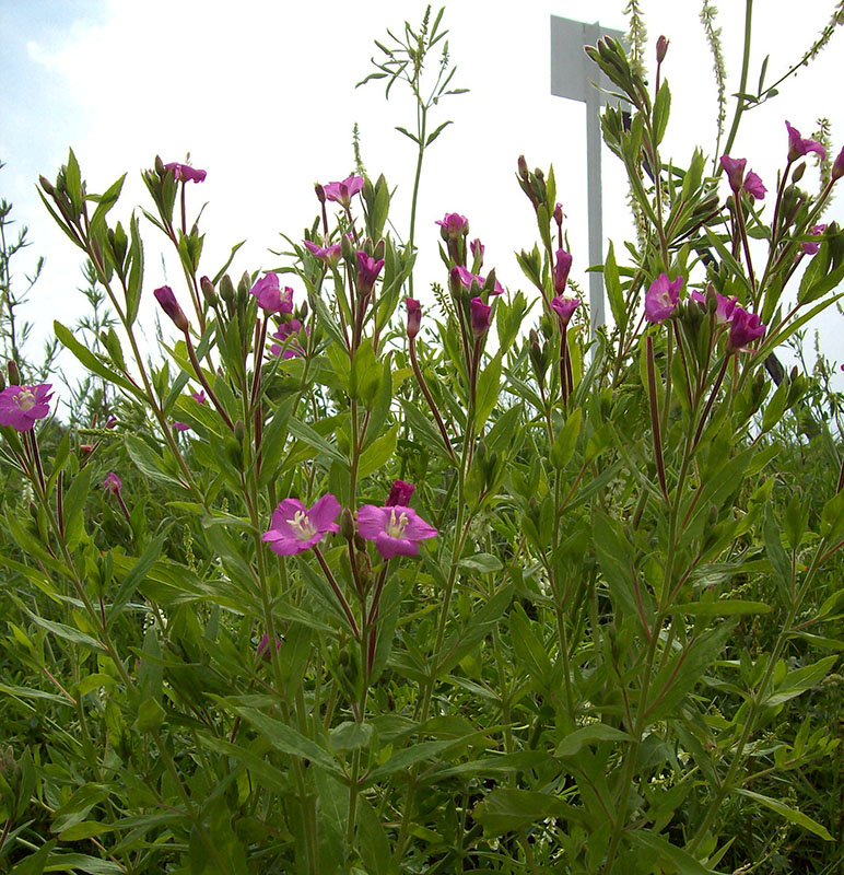 Image of Epilobium hirsutum specimen.
