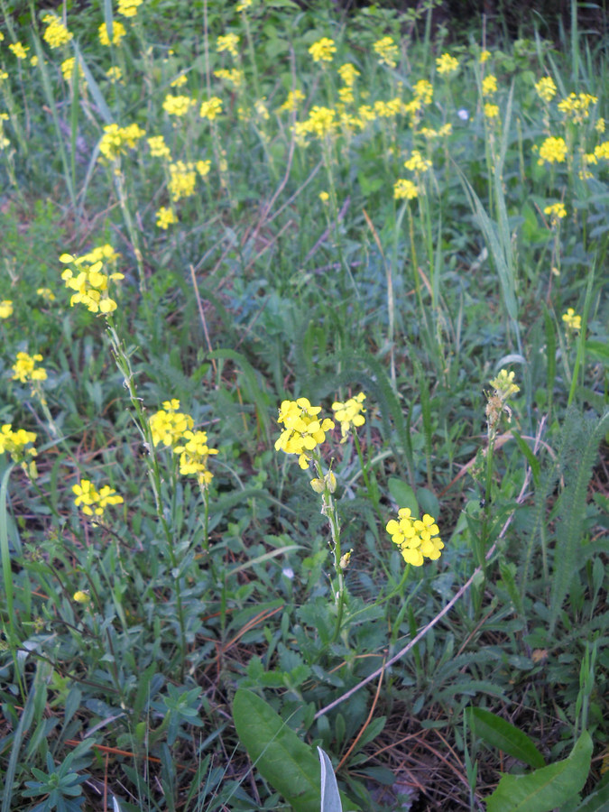 Image of Erysimum cuspidatum specimen.