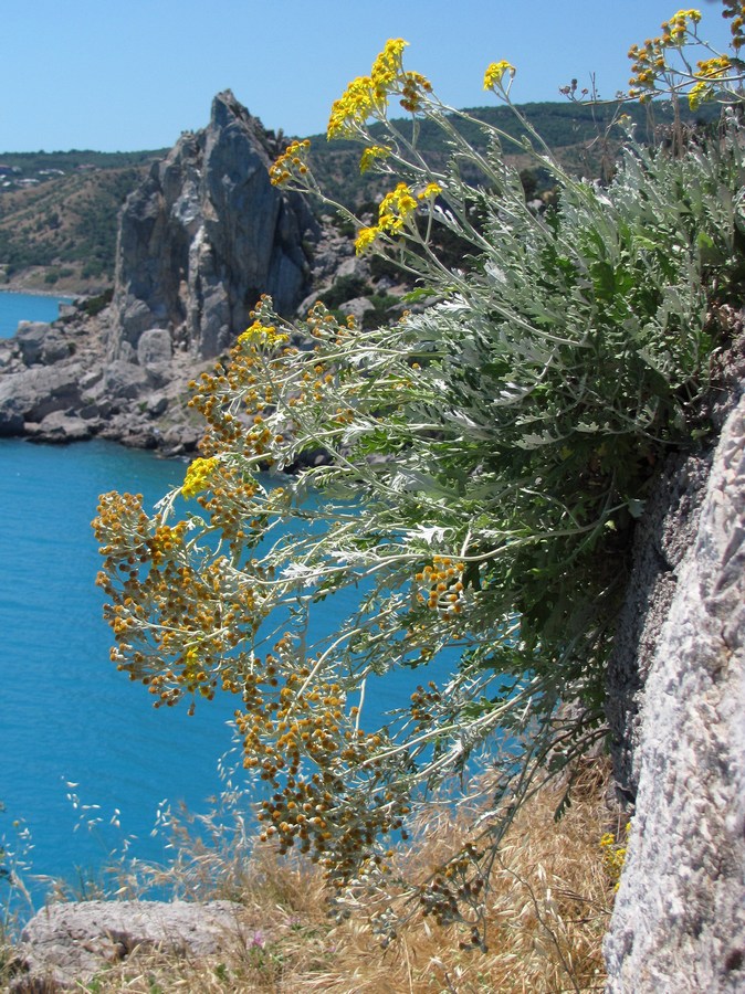 Image of Senecio cineraria specimen.