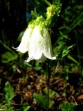 Campanula punctata. Цветок. Республика Саха (Якутия), Томпонский р-н, с. Кескил. 01.07.2012.