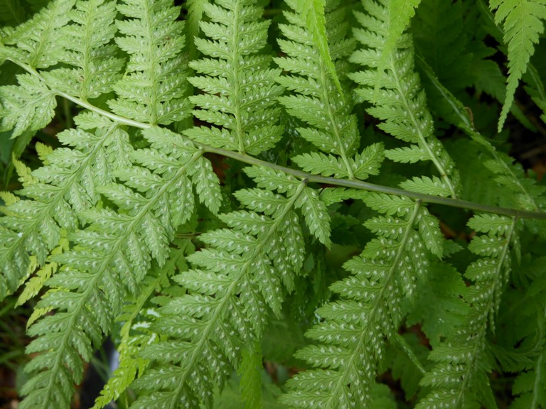 Изображение особи Athyrium yokoscense.