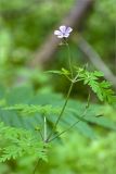 Geranium robertianum. Верхушка цветущего растения. Ленинградская обл., Лужский р-н, окр. дер. Сяберо, влажный берег ручья. 30.06.2012.