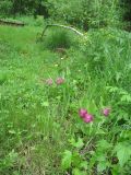 Cypripedium macranthos. Цветущие растения на опушке берёзовой рощи. Красноярский край, Манский район. 17.06.2012.
