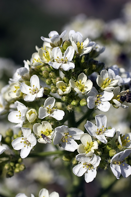 Image of Crambe kotschyana specimen.