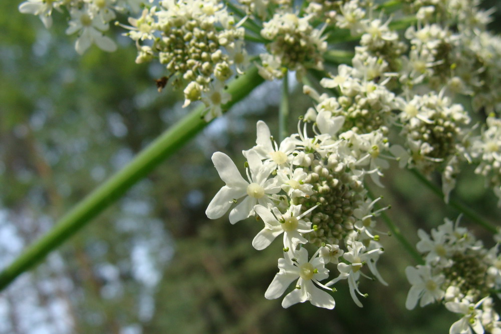 Изображение особи Heracleum dissectum.