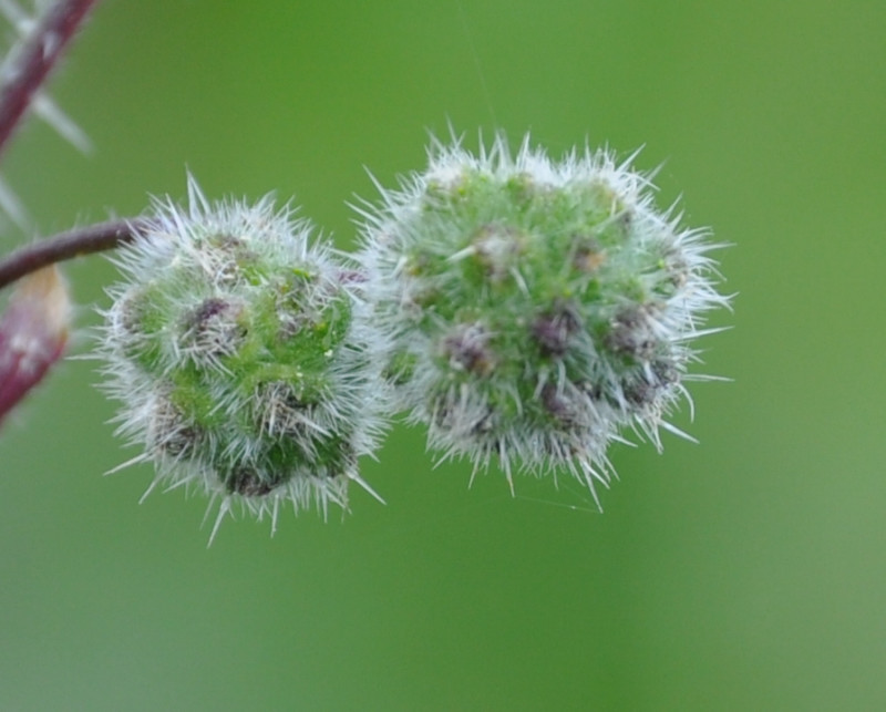 Изображение особи Urtica pilulifera.