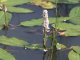 Persicaria amphibia