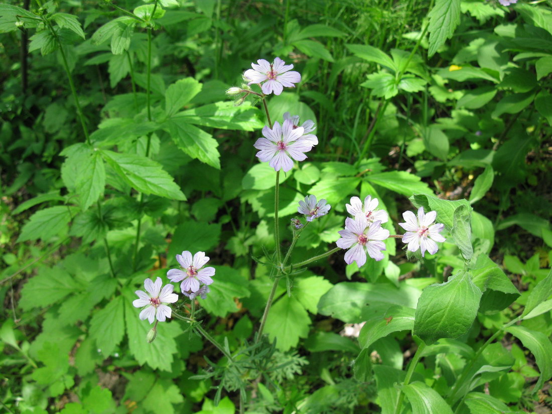 Image of Geranium linearilobum specimen.