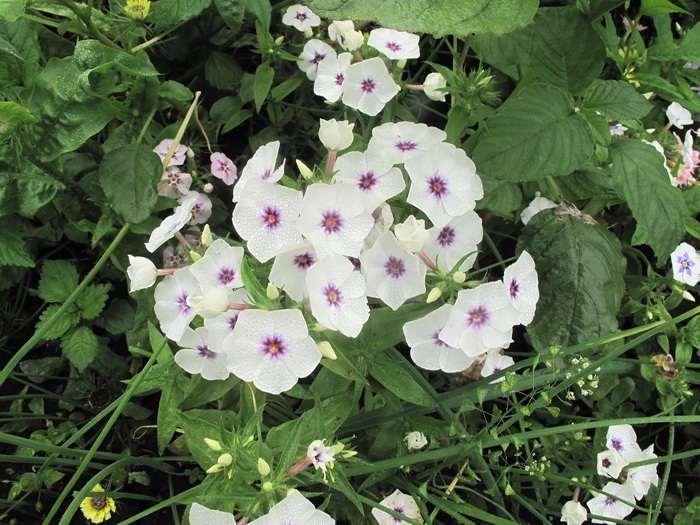 Image of Phlox drummondii specimen.