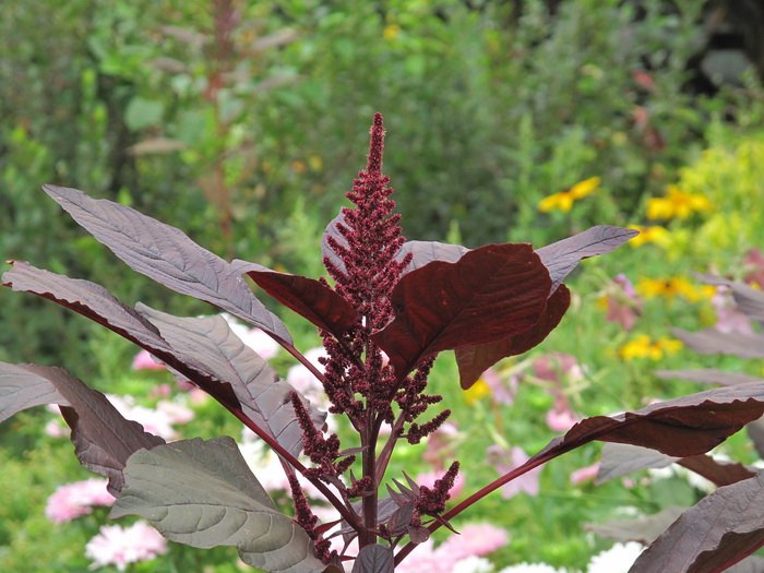 Изображение особи Amaranthus hypochondriacus.