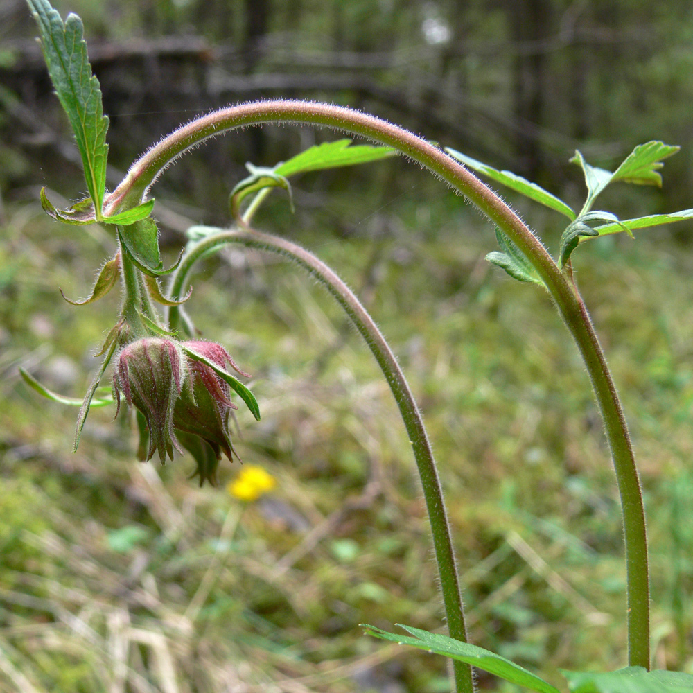 Image of Geum rivale specimen.