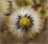 Salix acutifolia. Поперечный разрез мужского соцветия. Чувашия, окрестности г. Шумерля, пойма р. Сура, устье Чёрной речки. 24 апреля 2009 г.
