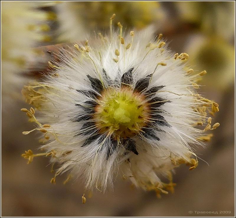 Image of Salix acutifolia specimen.