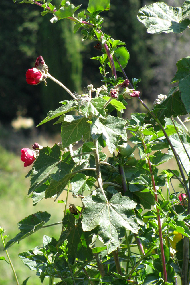 Image of Phymosia umbellata specimen.