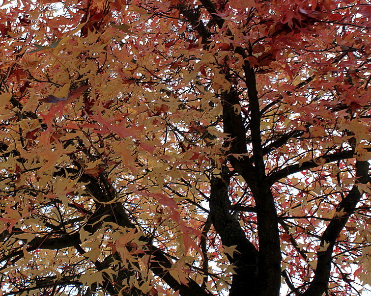 Image of Liquidambar styraciflua specimen.