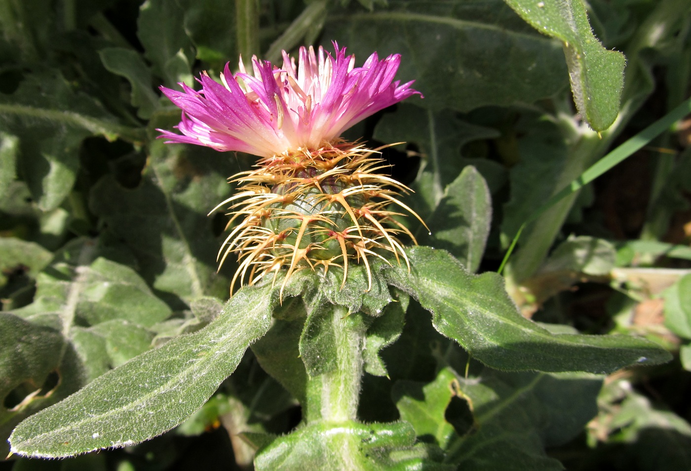 Image of Centaurea seridis ssp. maritima specimen.