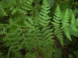 род Pteridium