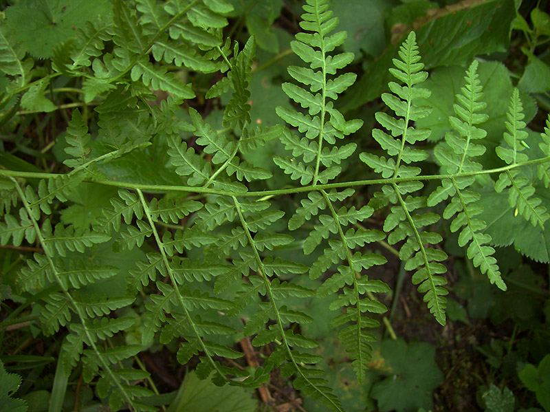 Изображение особи род Pteridium.