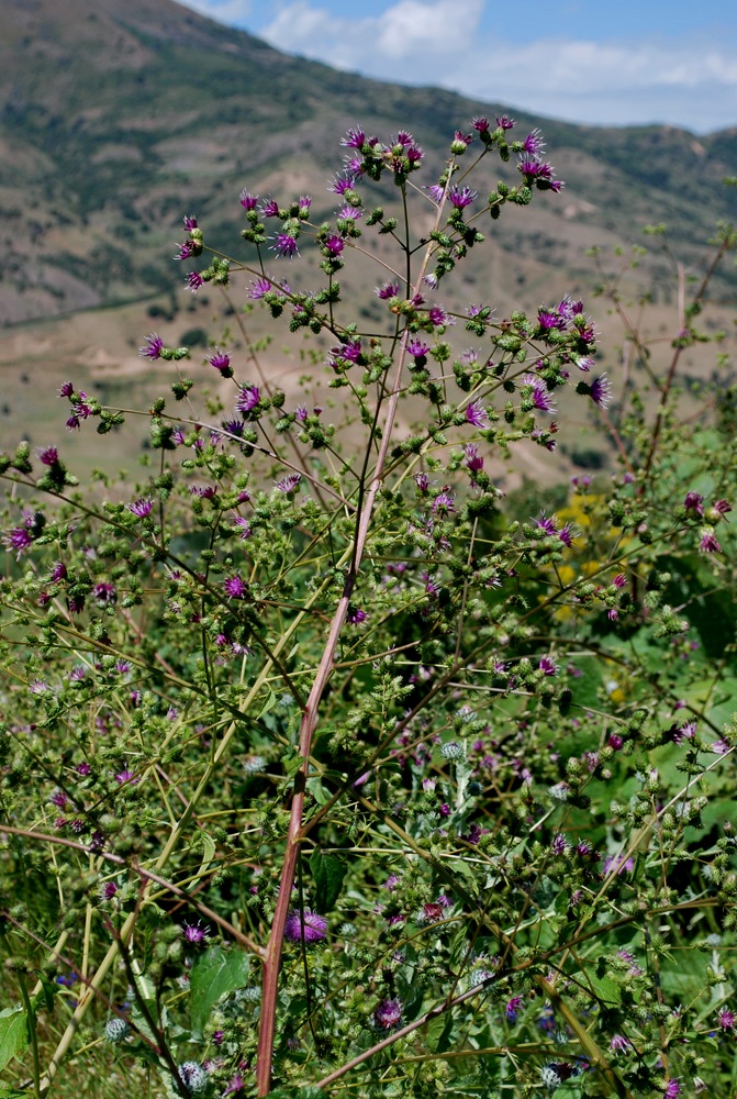 Изображение особи Cousinia umbrosa.