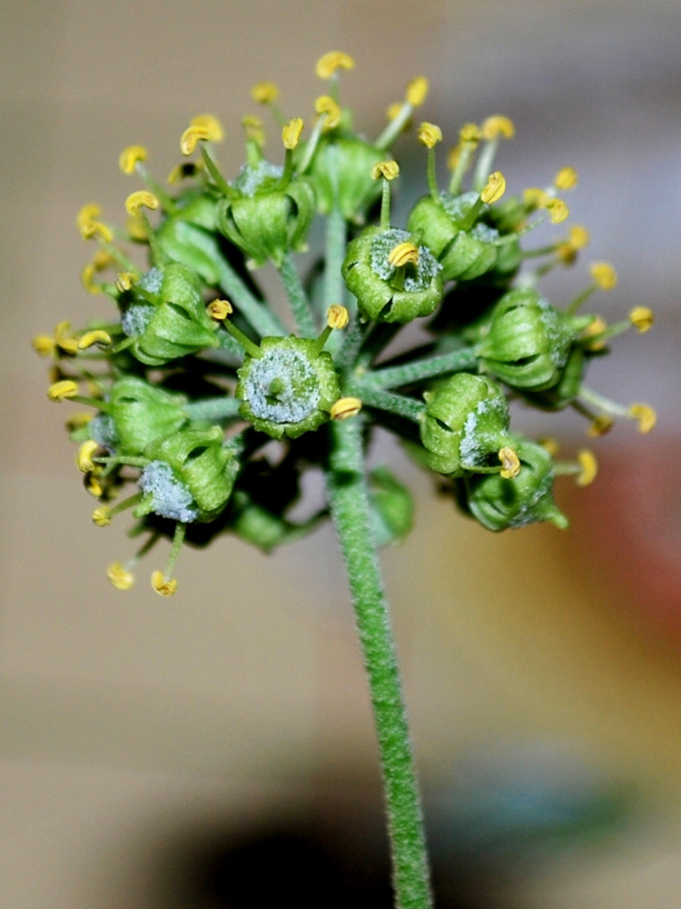 Изображение особи Hedera helix.