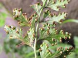 Dennstaedtia wilfordii