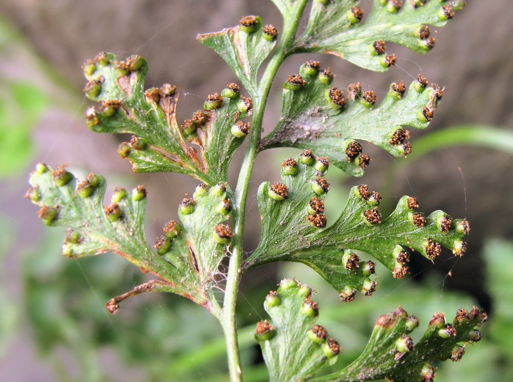 Изображение особи Dennstaedtia wilfordii.