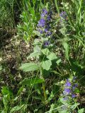 Ajuga genevensis