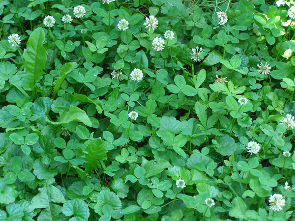 Изображение особи Trifolium repens.