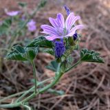 Malva sylvestris. Верхушка побега с соцветием. Франция, регион Лангедок-Руссильон, департмент Эро, округ Монпелье, окрестности города Фабрег, газон. 19.07.2012.