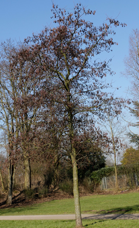 Image of Alnus glutinosa specimen.