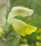 Phlomoides laciniata. Цветок. Израиль, г. Беэр-Шева, рудеральное местообитание. 19.03.2013.