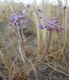 Allium daninianum. Цветущее растение. Израиль, г. Беэр-Шева, рудеральное местообитание. 05.04.2013.