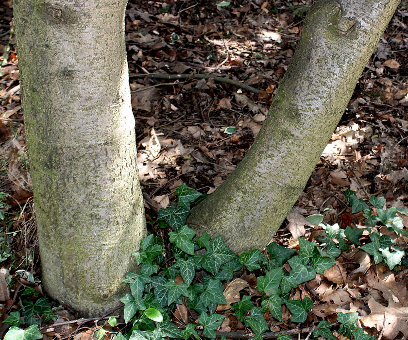 Изображение особи Ilex aquifolium.